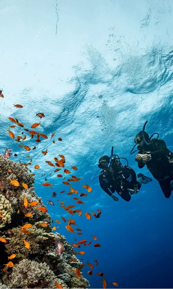 Divers exploring a coral reef among shoals of orange fish