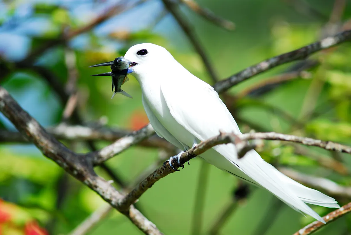 A white tern holding a fish on a branch