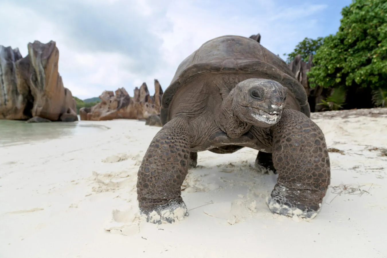 A giant tortoise on the beach