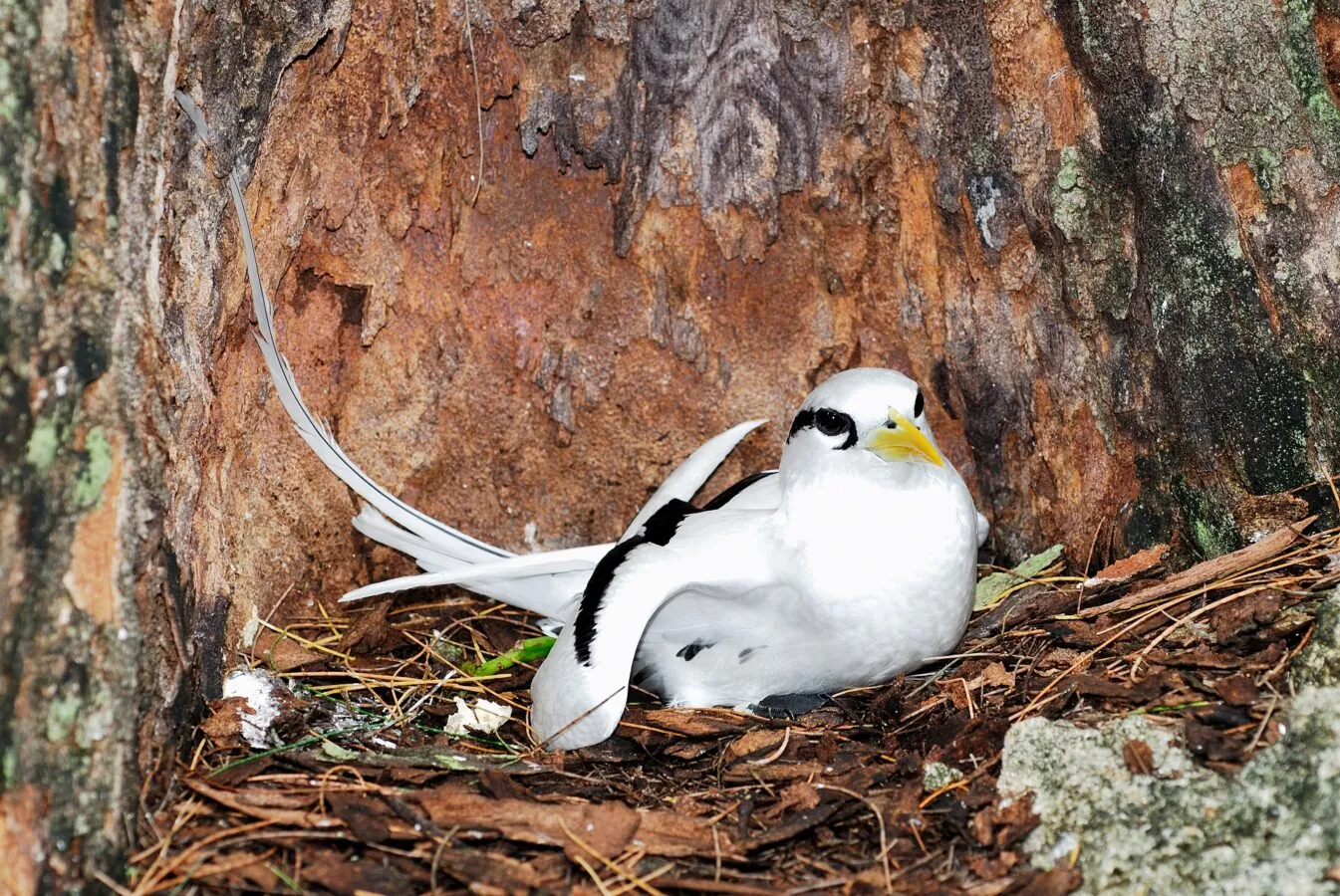 A white-tailed tropicbird nesting in a rock hollow