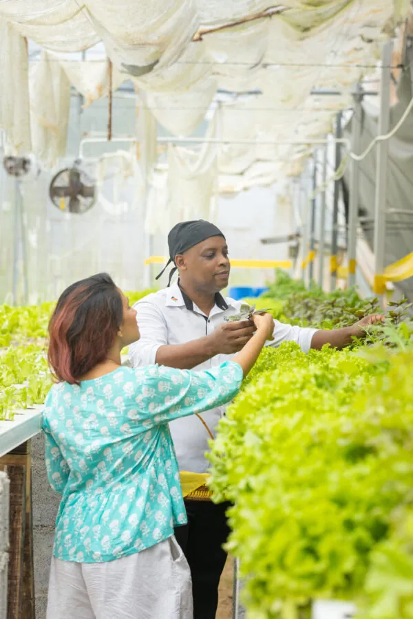 Picking greens in the hydroponic farm with the chef