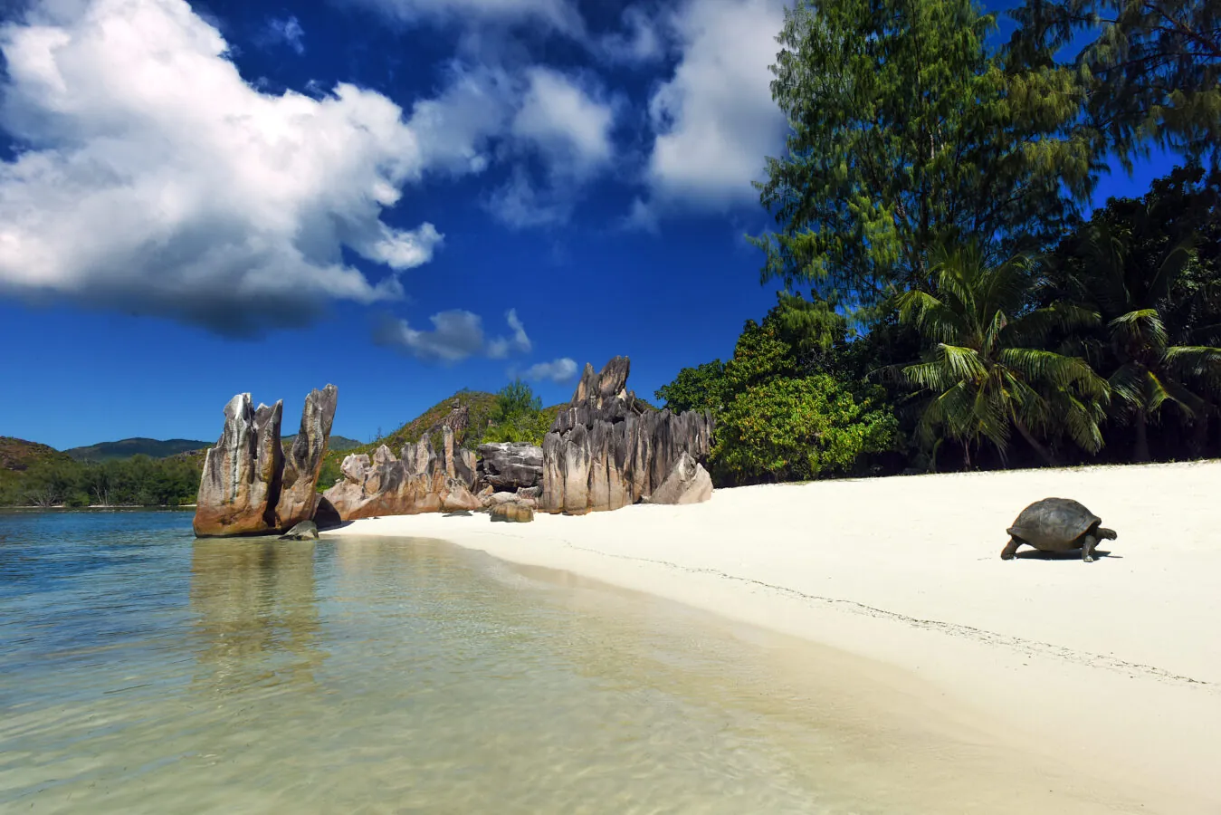 A giant tortoise on a white-sand beach