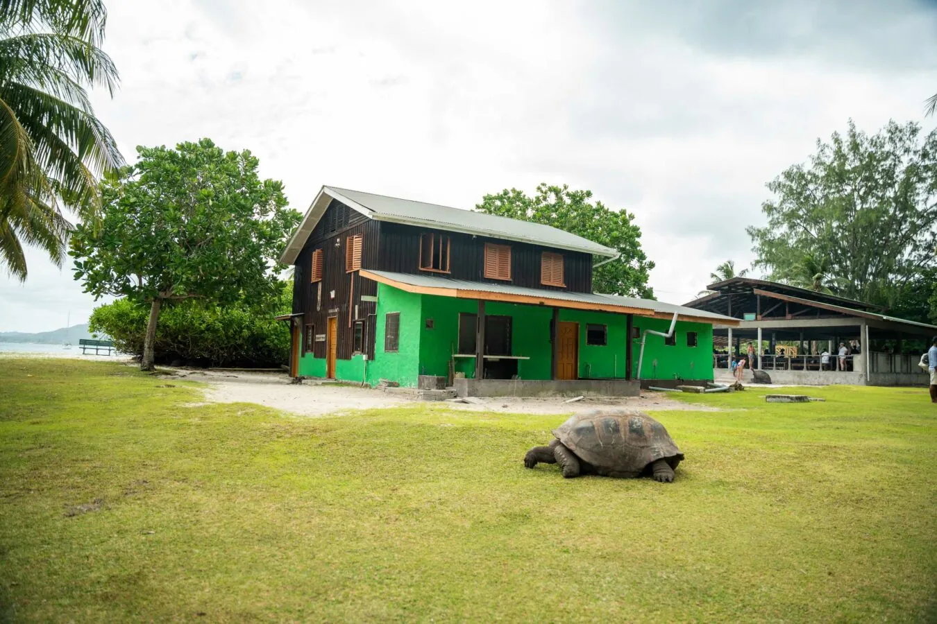 A giant tortoise grazing by a traditional house