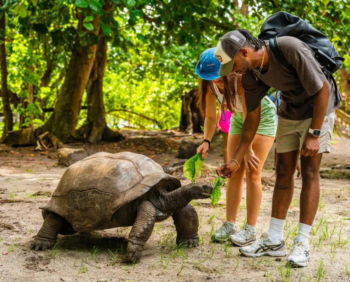 Guests meeting a giant tortoise
