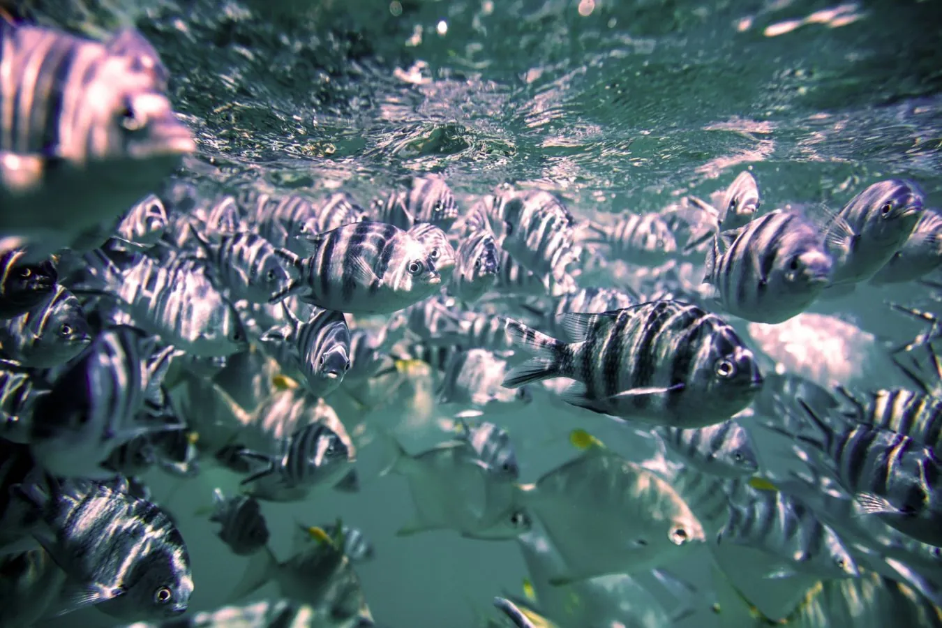 A shoal of striped fish on the reef