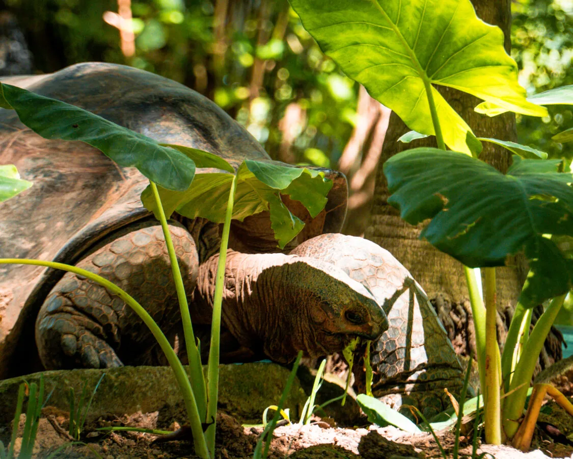 A giant tortoise among the leaves on Moyenne Island