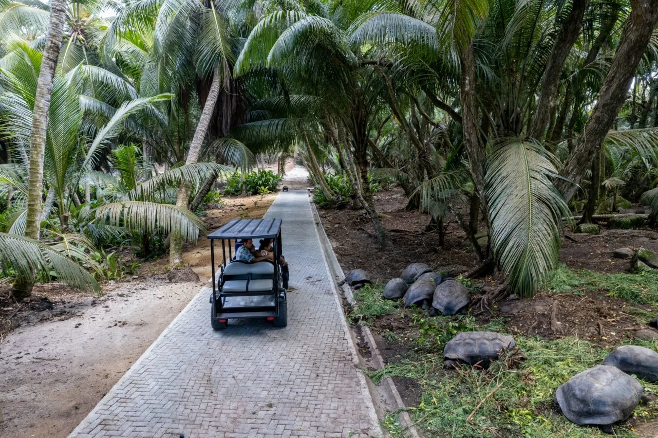 A club car on a palm-lined path, with tortoises nearby