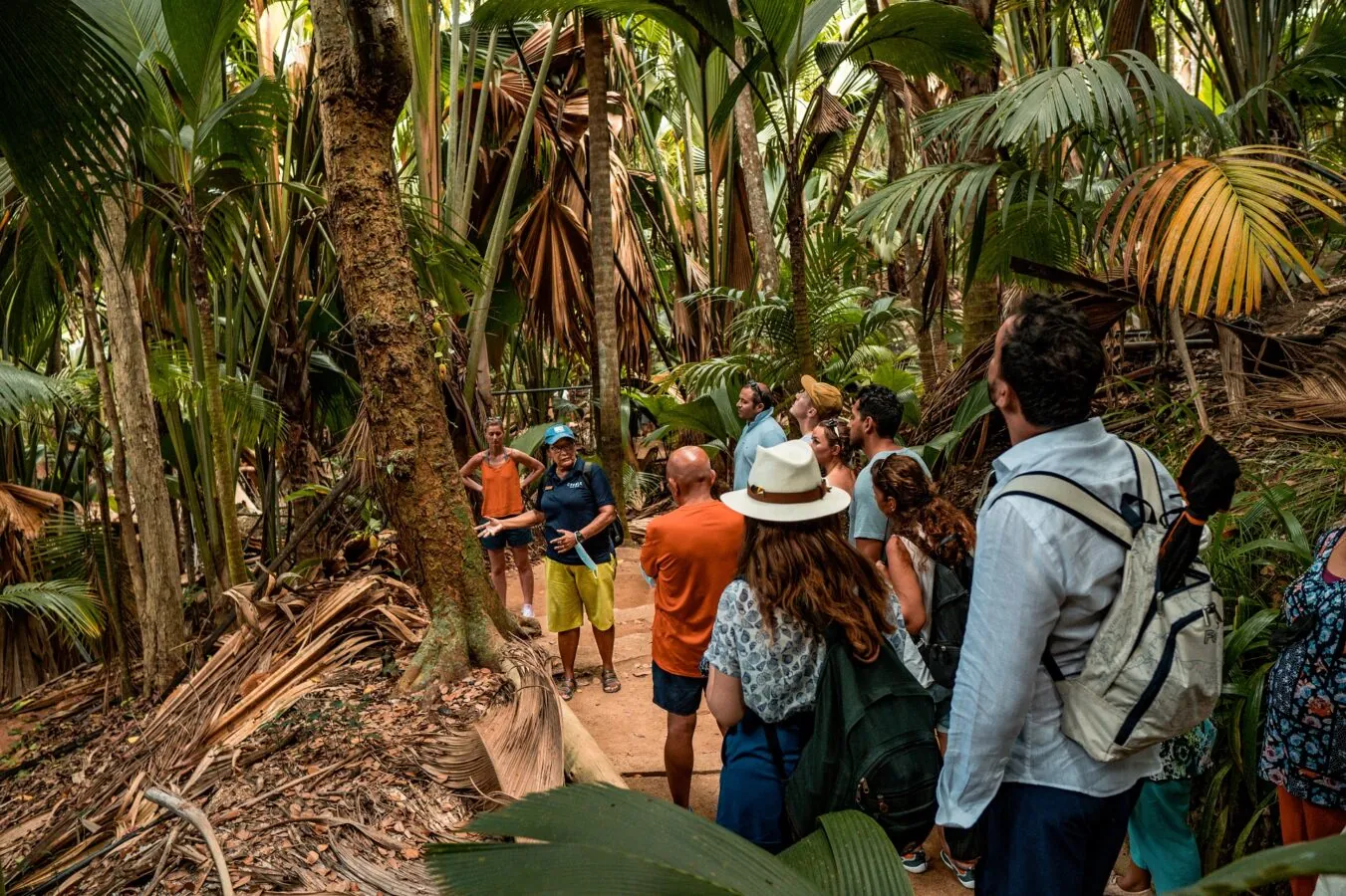 A guided group in the palm forest of the Vallée de Mai