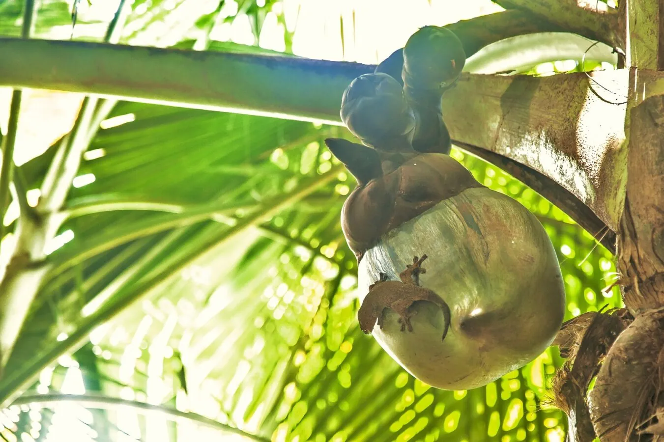 A coco de mer nut on the palm