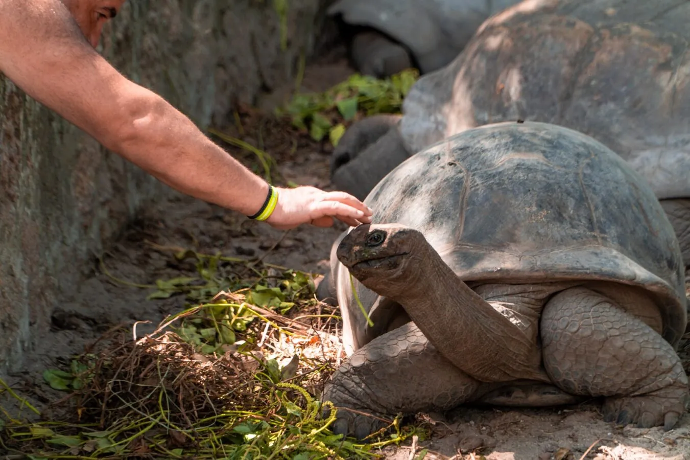 Feeding a giant tortoise